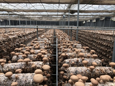 科技助力产业升级 国家重点研发计划食用菌项目中期检查与香菇液体菌种规模化应用现场会在豫召开