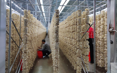 桐城市黄甲镇 食用菌产业向优向绿向新，科技研发引领转型升级