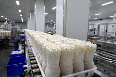 小蘑菇成就大产业 探访济宁邹城大束蘑菇小镇的食用菌研发之路