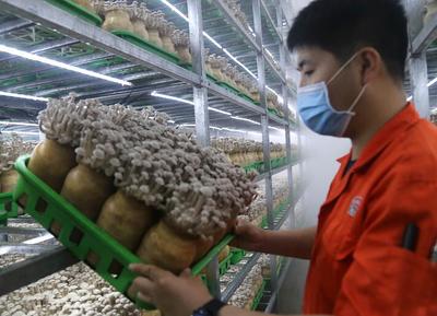 河北临西 食用菌研发领跑现代农业“加速度”