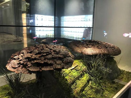 小蘑菇做出大产业 科技创新引领食用菌产业高质量发展