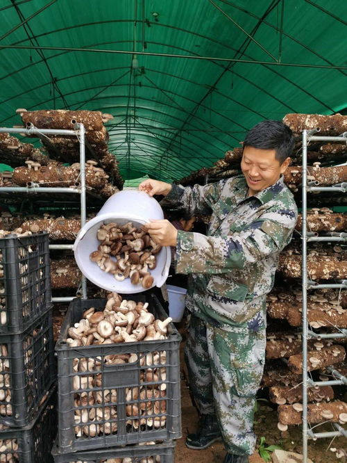 从战场到田野 退役军人村干部引领食用菌研发新风潮