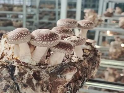 安和乡 以“菌”破题，破茧重生！食用菌研发成乡村振兴新引擎