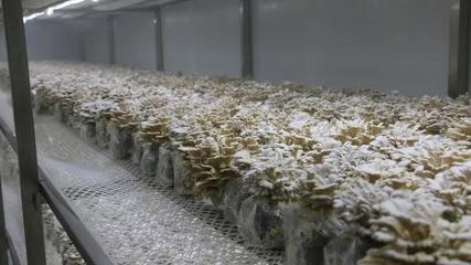 瓜果梨桃加入“果菌王”培养大赛，食用菌研发迎来水果味革命？