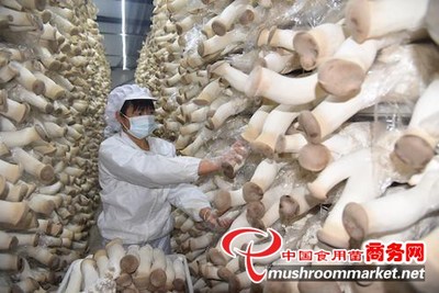 小蘑菇撑起“致富伞”——河南孟州三联种植合作社食用菌研发纪实