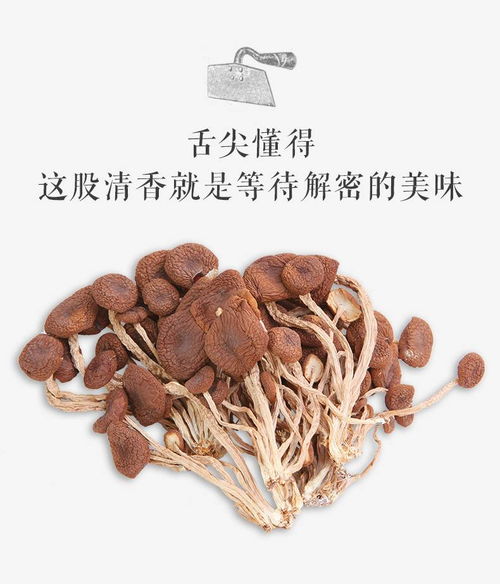不开伞的新鲜秘密 探秘农家茶树菇干货的匠心与风味