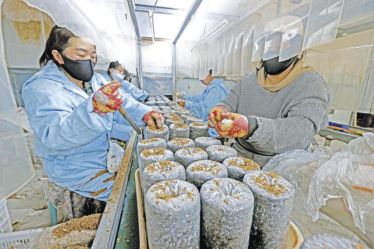 菌脉相连 从福建农林到食用菌产业的纵深