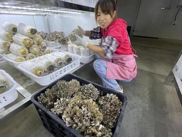 洞察前沿融合发展，铸就 国菌一号 菌业新章——食用菌全产业链协同创新探微